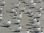 Clearwater Beach Gulls